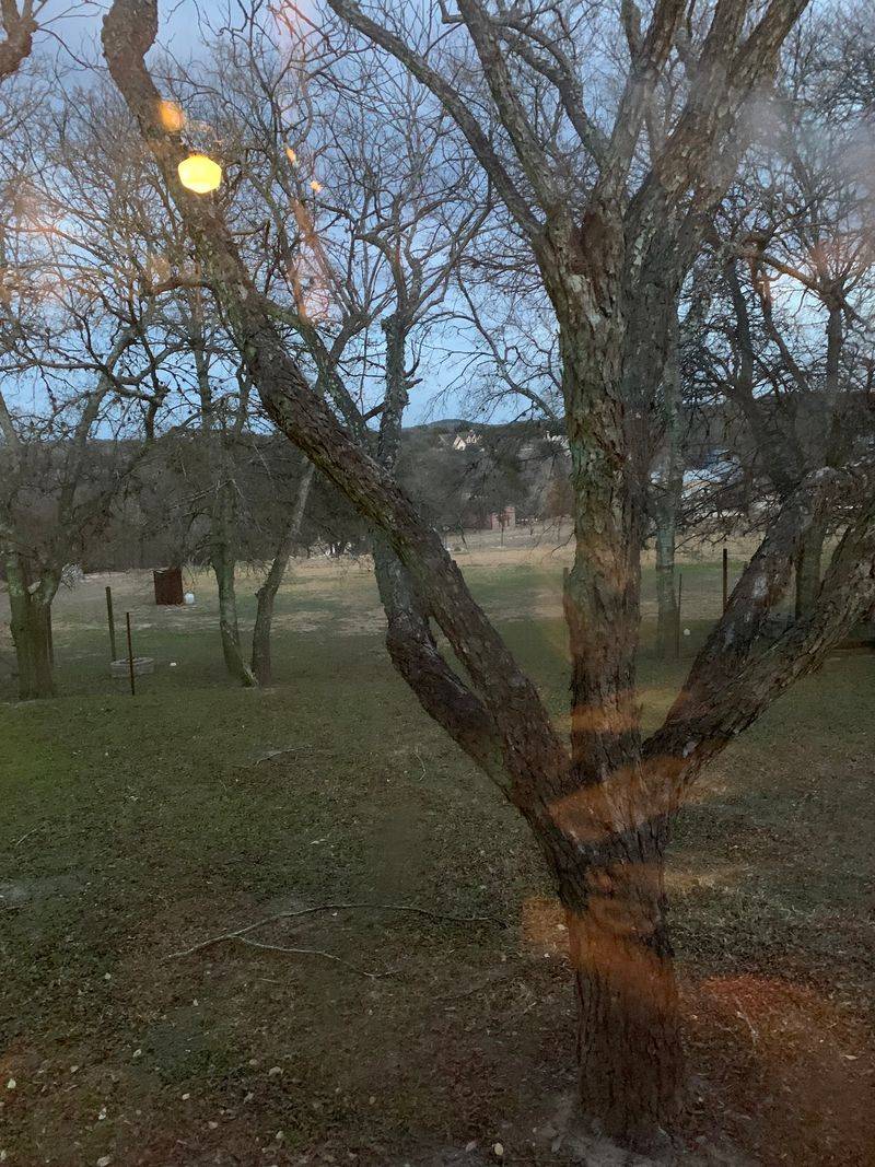 Watch The Windows For Tiny Winged Visitors