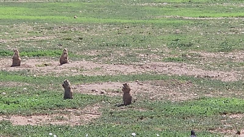 Watch the Lookouts Stand Guard Like Tiny Security Officers Watch the Lookouts Stand Guard Like Tiny Security Officers