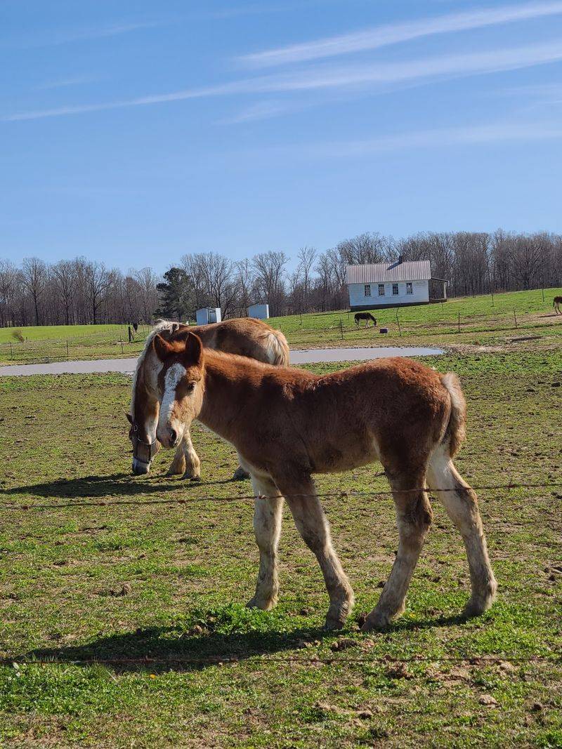Welcome to Ethridge, Tennessee's Amish Country