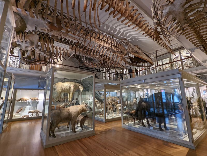 Whales Overhead and a Roomful of Relatives