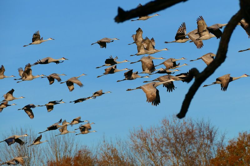 What It’s Like to See Thousands of Cranes in One Place What It’s Like to See Thousands of Cranes in One Place