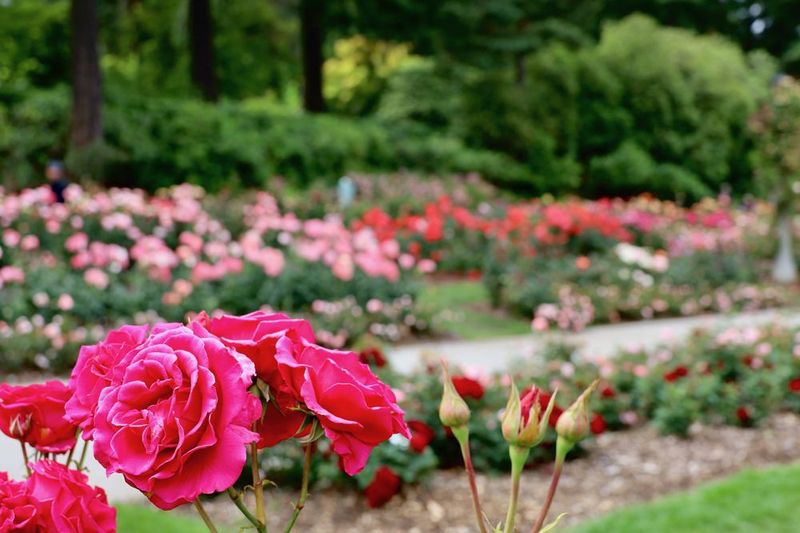 What a Test Garden Actually Tests What a Test Garden Actually Tests