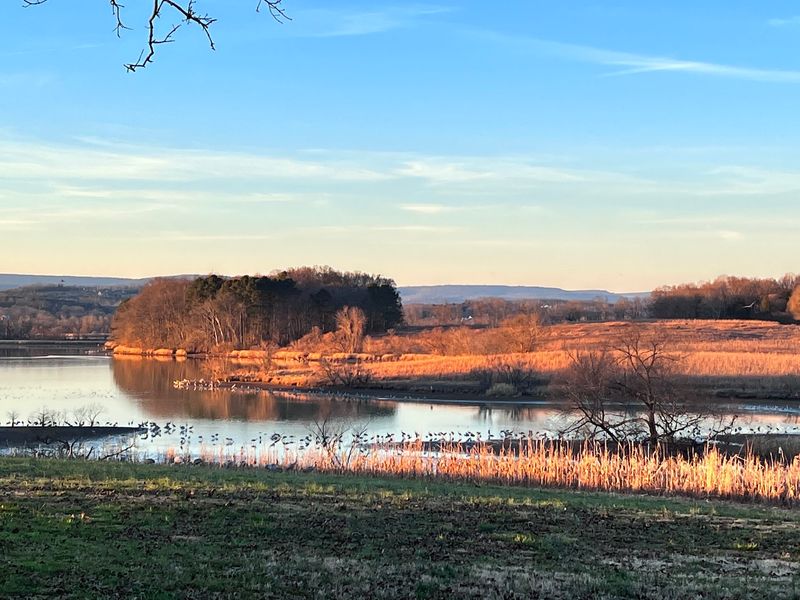 When Is the Best Time to See Sandhill Cranes at Hiwassee? When Is the Best Time to See Sandhill Cranes at Hiwassee?