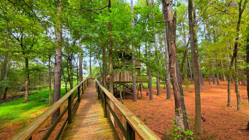 Where the Treehouse Adventure Begins