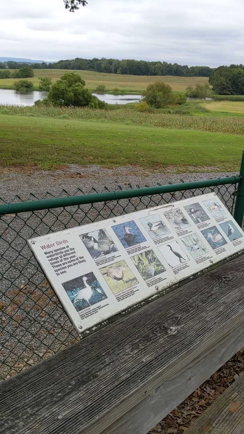 Where to Watch the Cranes at Hiwassee Wildlife Refuge Where to Watch the Cranes at Hiwassee Wildlife Refuge