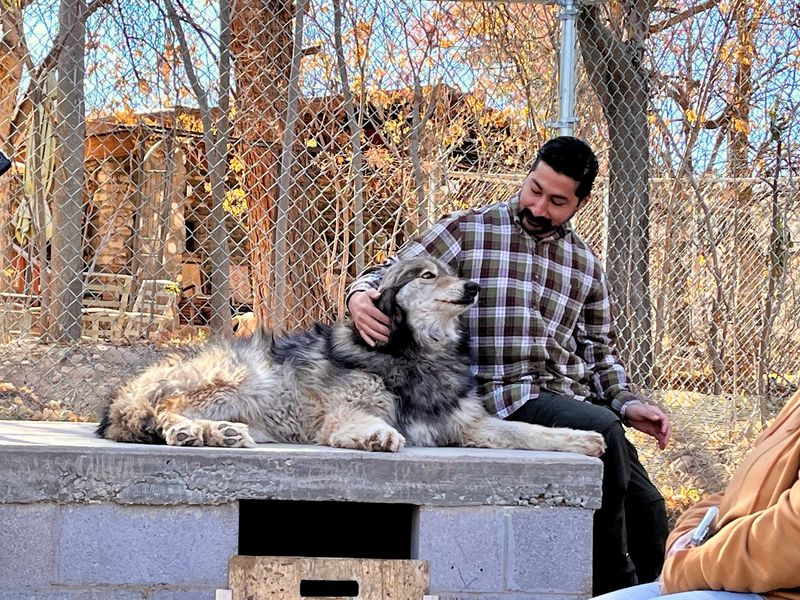 Why These Wolves Needed a Home
