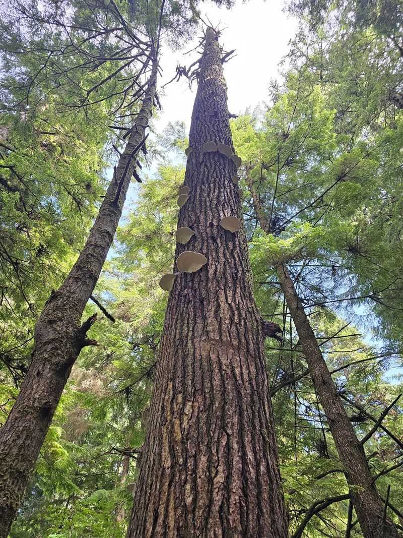 Why This Little Forest Is Worth Keeping