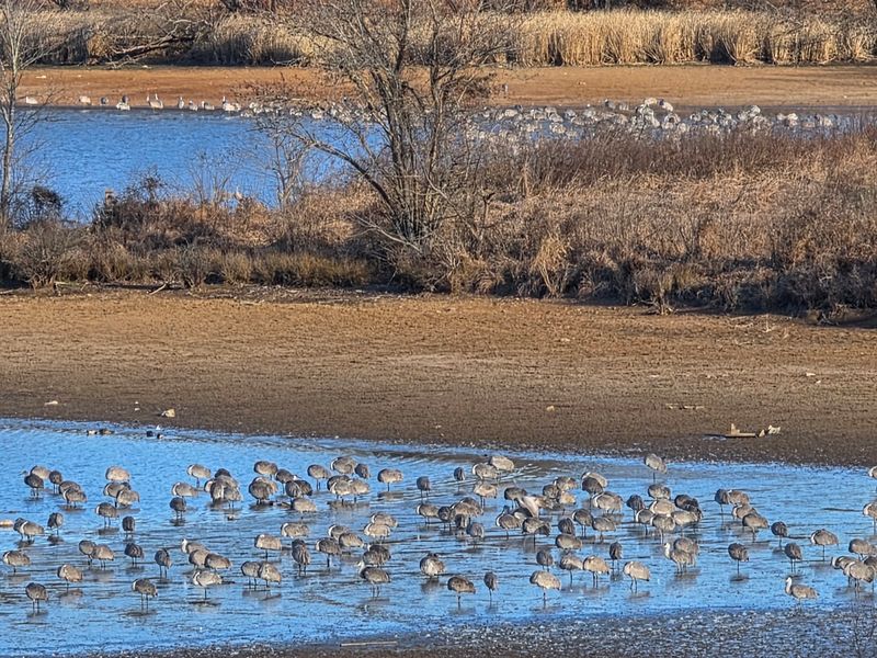 Why Thousands of Sandhill Cranes Come to Tennessee Each Winter Why Thousands of Sandhill Cranes Come to Tennessee Each Winter