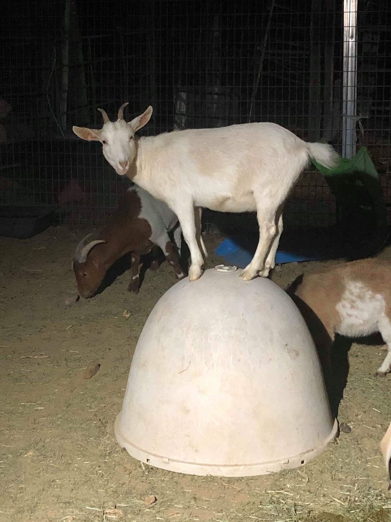 Why the Barnyard Stays With You Why the Barnyard Stays With You