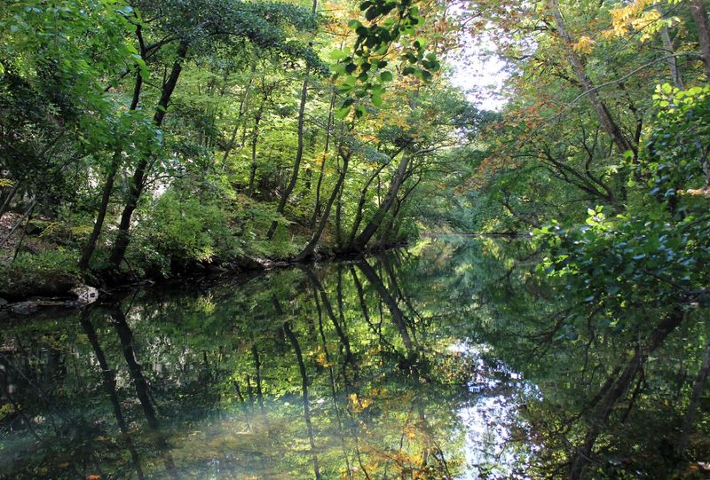 Why the Old Woods Still Matter Why the Old Woods Still Matter