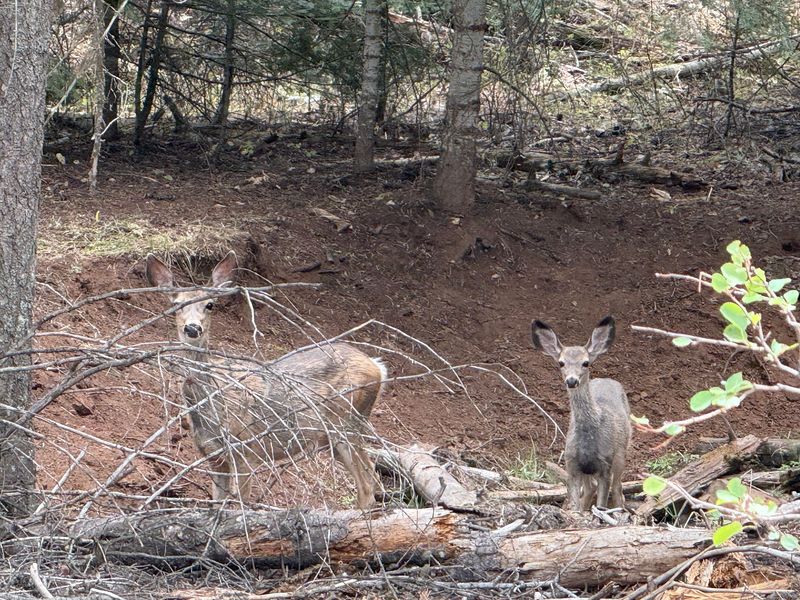 Wildlife Along the Way
