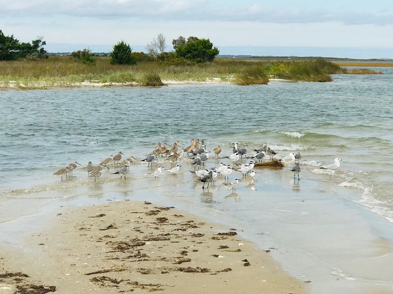 Wildlife Beyond the Herd Wildlife Beyond the Herd