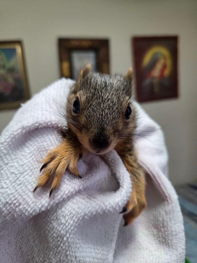 Wildlife Rehabilitation Center, Roseville, MN Wildlife Rehabilitation Center, Roseville, MN