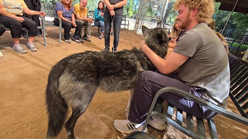Wolf Kisses, Hugs and Hands-On Time