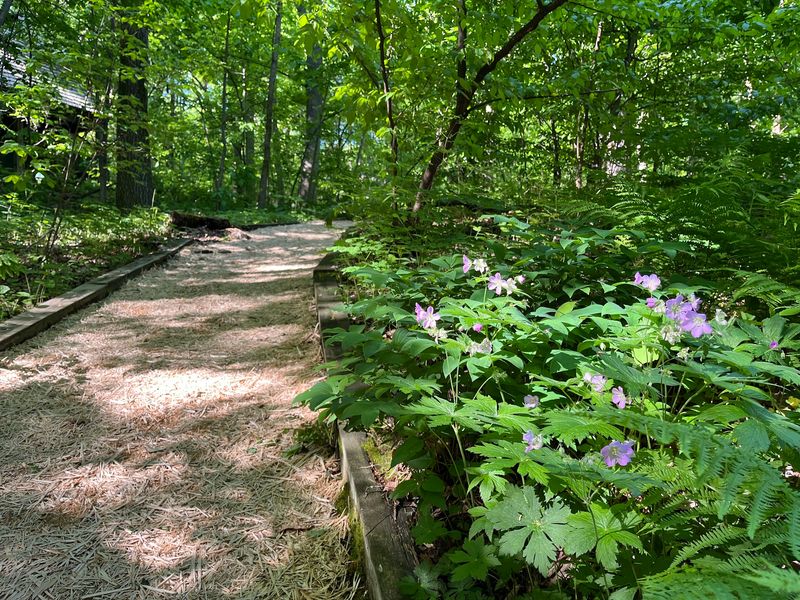 Wood Chip Trails That Wander Wood Chip Trails That Wander