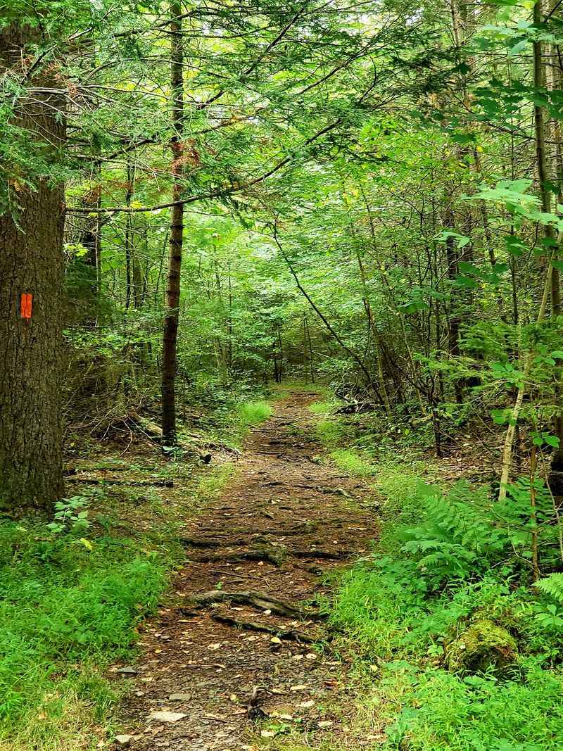 Woodland Trails With Room to Wander