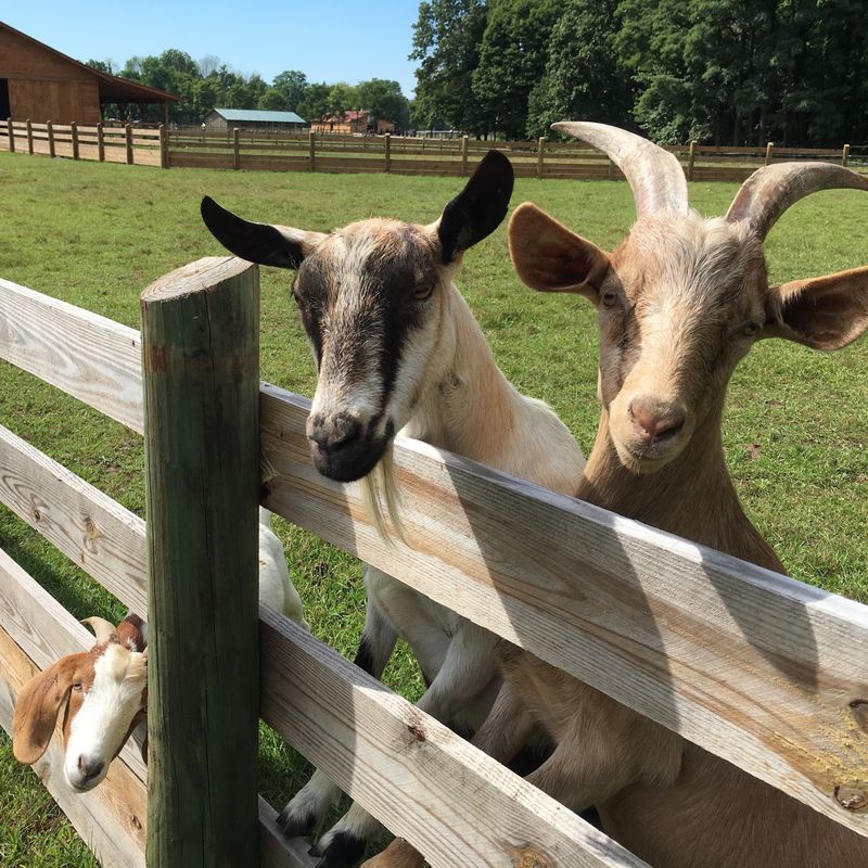 Woodstock Farm Sanctuary, High Falls, NY Woodstock Farm Sanctuary, High Falls, NY