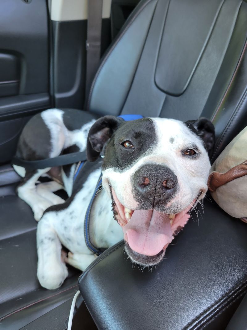 Worcester Animal Rescue League - Worcester Worcester Animal Rescue League - Worcester