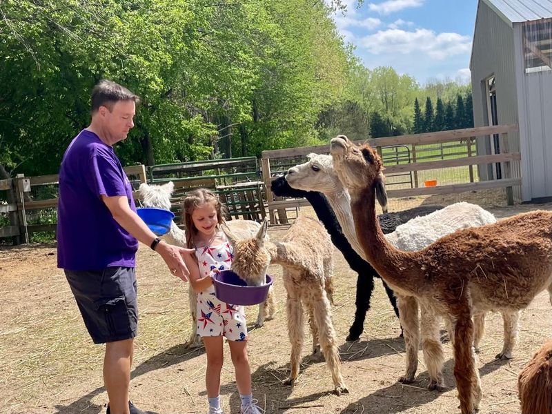 Magic Meadows Alpacas (Wonder Lake) Magic Meadows Alpacas (Wonder Lake)