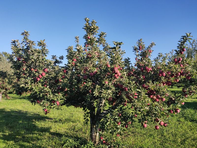 Grab A Bag And Hunt For Your Perfect Apple Grab A Bag And Hunt For Your Perfect Apple