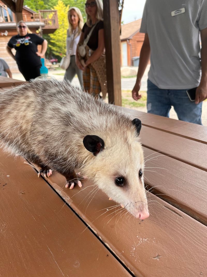 Casper the Albino Skunk and Other Small Surprises