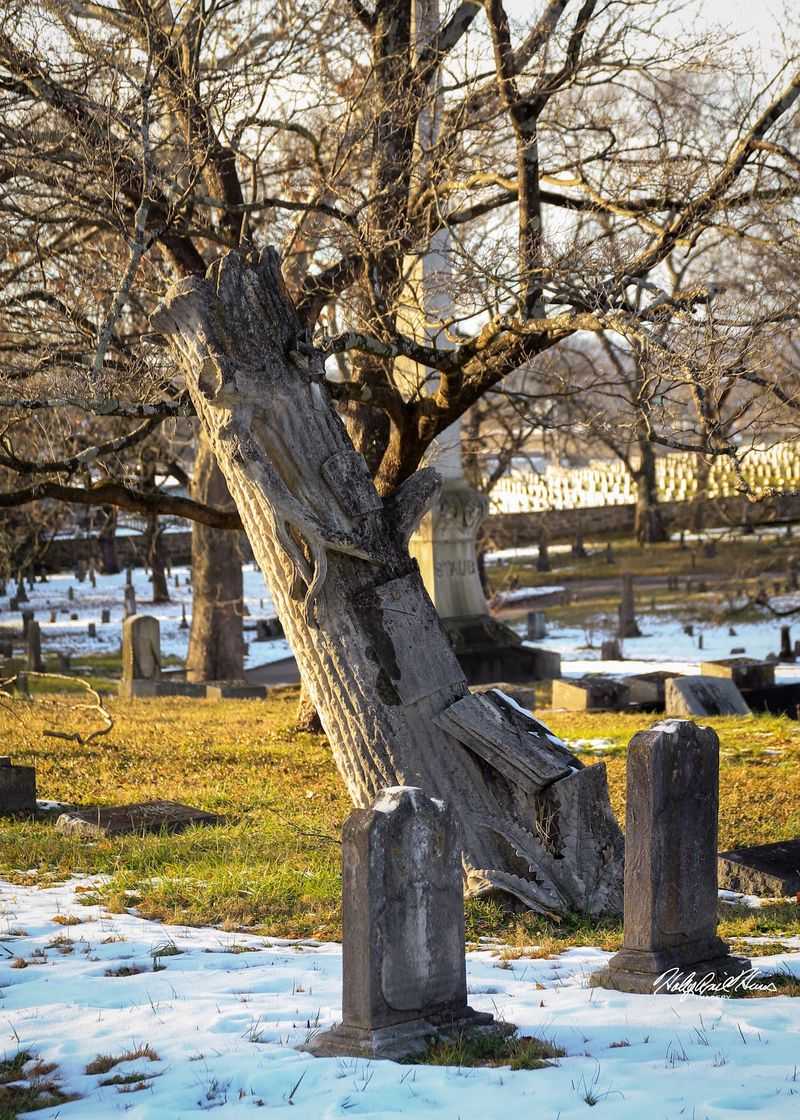 Yes, Some Of Those Headstones Really Do Look Like Tree Stumps Yes, Some Of Those Headstones Really Do Look Like Tree Stumps
