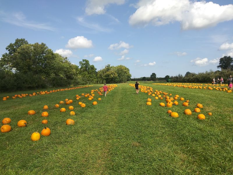 You Might Need A Snack Break In This Five-Acre Corn Maze You Might Need A Snack Break In This Five-Acre Corn Maze