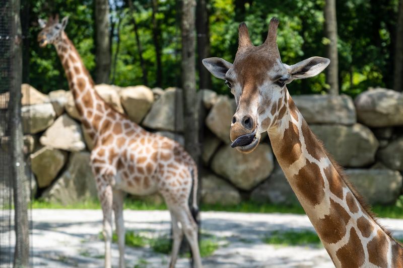 You Will Want To Look Up For The Giraffes