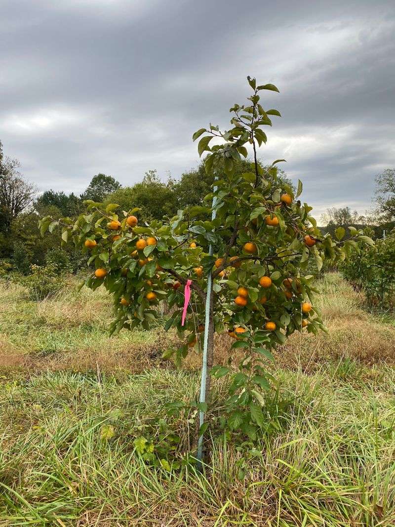 Young Trees, Big Ambitions Young Trees, Big Ambitions