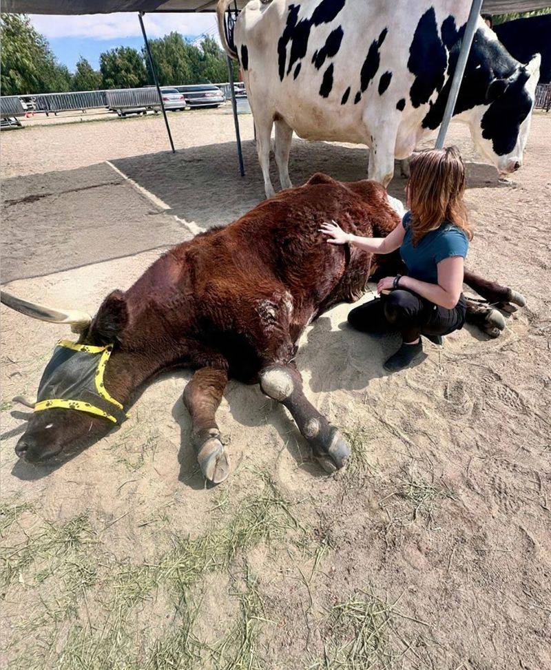 Your Arms Are About to Meet a Very Large, Very Sweet Cow
