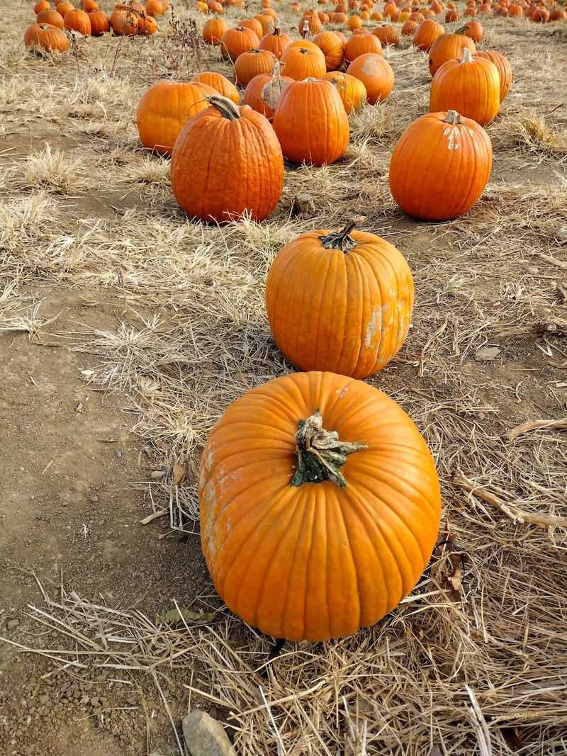 Your Calendar Will Fill Up Fast In The Fall