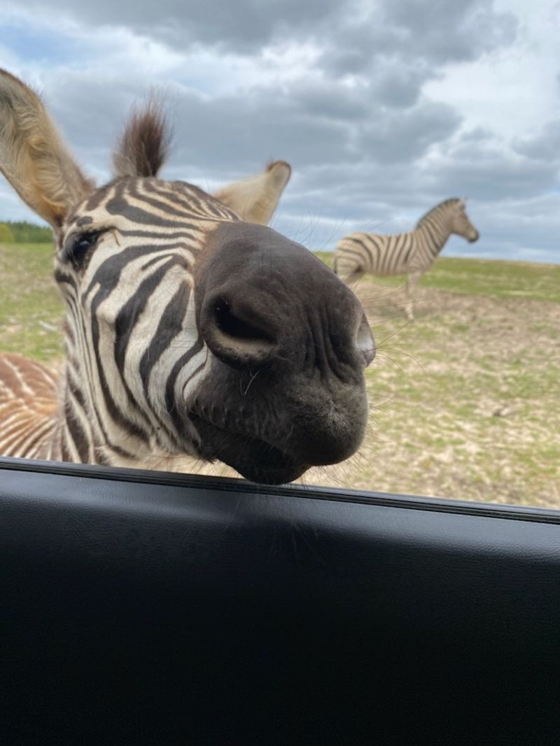 Your Car Becomes the Best Seat on the Safari Your Car Becomes the Best Seat on the Safari