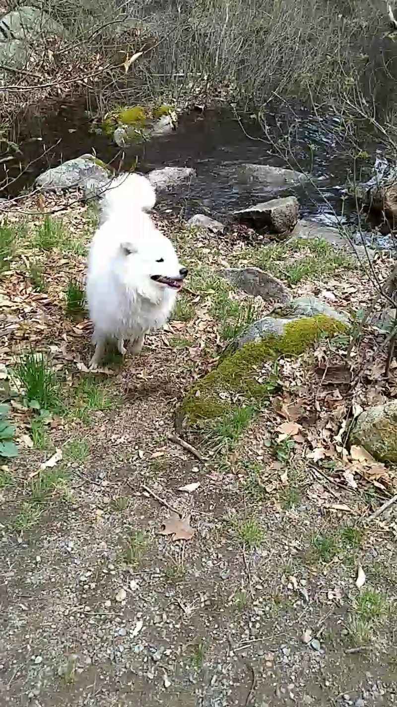 Your Dog Will Probably Vote For This Place Your Dog Will Probably Vote For This Place