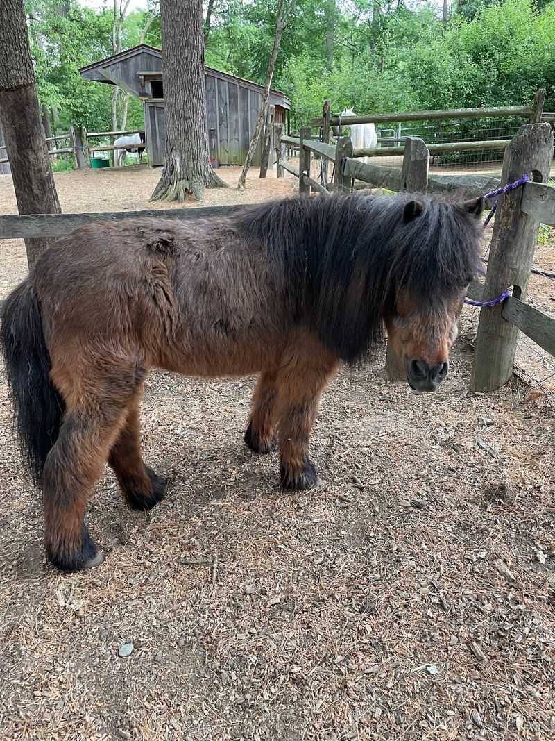 Your Roll Call Includes Emus, Alpacas, And Tiny Horses