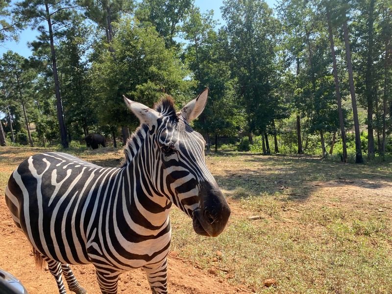 Zebras Are Cute, but Watch Those Fingers Zebras Are Cute, but Watch Those Fingers