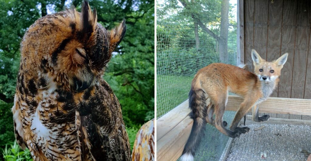 Almost No One Realizes This Longtime Illinois Rescue Nurses Orphaned Wildlife Back to Health