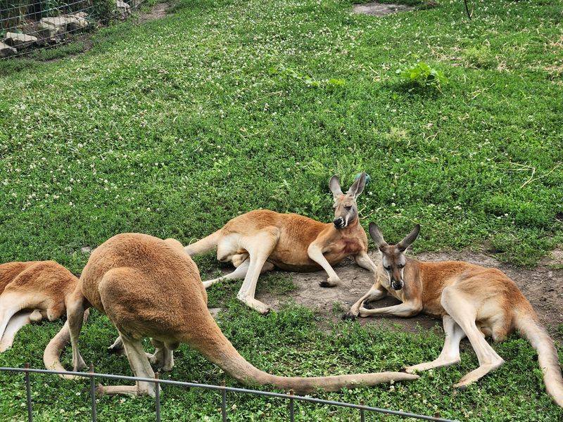 Kangaroos, Hyenas, and a Lemur Surprise Kangaroos, Hyenas, and a Lemur Surprise
