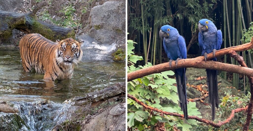 Come Face To Face With Animals From Around The World At This Nashville Attraction