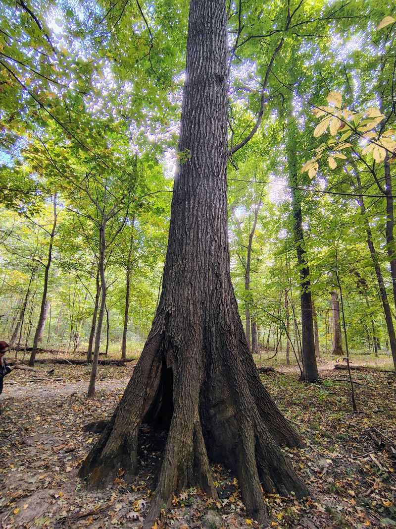 Beall Woods State Park