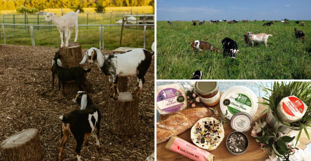 Down a Quiet Illinois Road, This Farm Lets You Milk Goats and Make Your Own Cheese