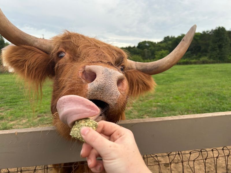 A Close-Up Highland Cow Experience Unlike Any Other