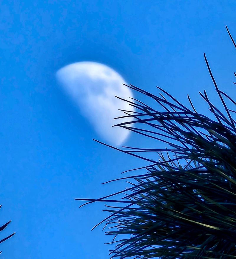 The Moon Gets a Vote in Your Evening The Moon Gets a Vote in Your Evening