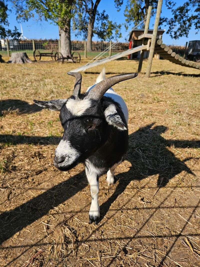 Say Hello To The Goats And Chickens Out Back Say Hello To The Goats And Chickens Out Back