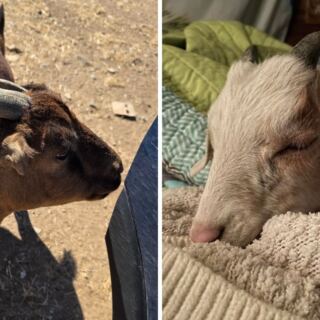 A Goat Named Scooby Greets Visitors At This Arizona Farm Sanctuary Run By A Mother And Daughter