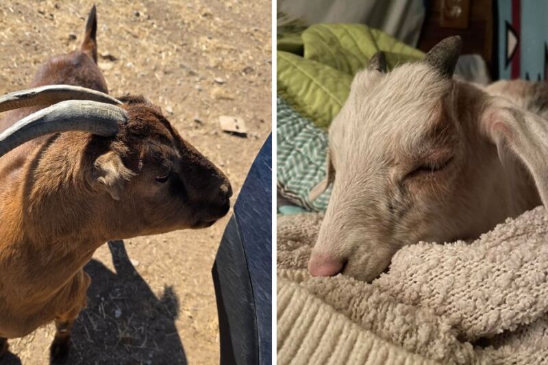 A Goat Named Scooby Greets Visitors At This Arizona Farm Sanctuary Run By A Mother And Daughter