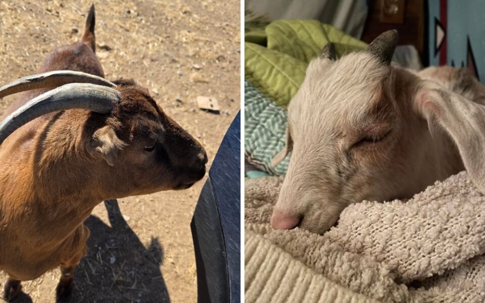 A Goat Named Scooby Greets Visitors At This Arizona Farm Sanctuary Run By A Mother And Daughter