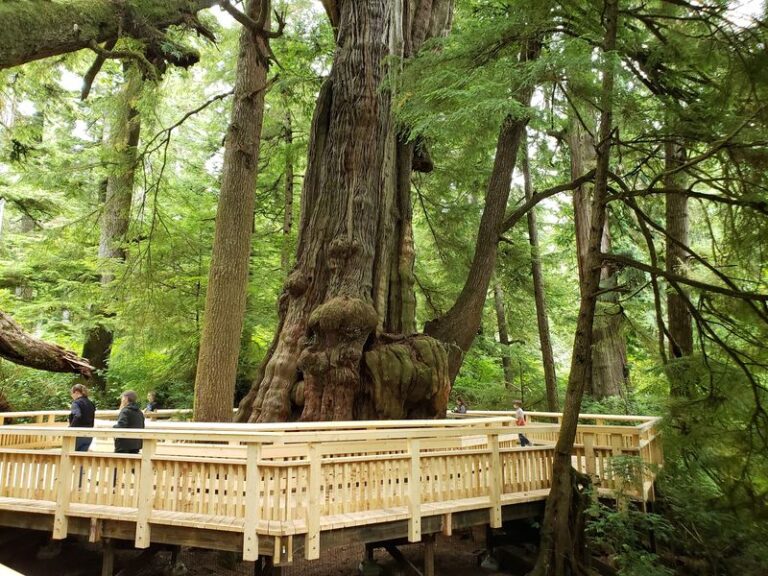 This Easy Oregon Boardwalk Loops Through Old-Growth Forest in Just One Flat Mile
