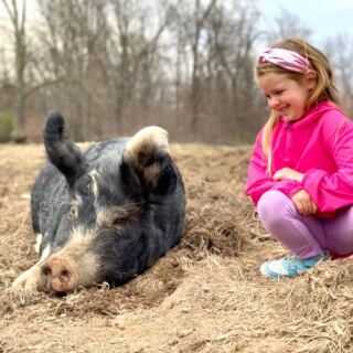 This New York Animal Sanctuary Lets You Scratch Rescued Pigs Behind The Ears On A Slow Fall Afternoon