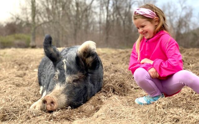 This New York Animal Sanctuary Lets You Scratch Rescued Pigs Behind The Ears On A Slow Fall Afternoon