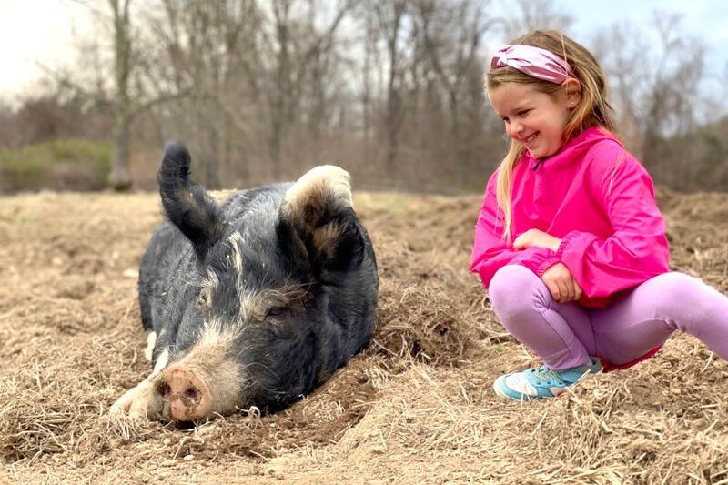 This New York Animal Sanctuary Lets You Scratch Rescued Pigs Behind The Ears On A Slow Fall Afternoon